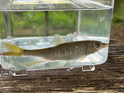 オイカワの釣果