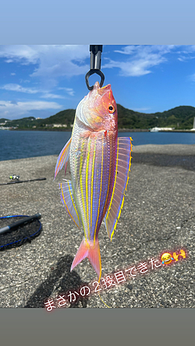 イトヨリダイの釣果