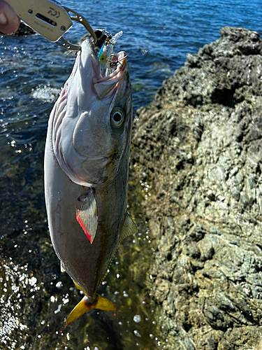 ヤズの釣果