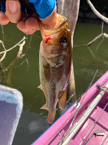 ラージマウスバスの釣果