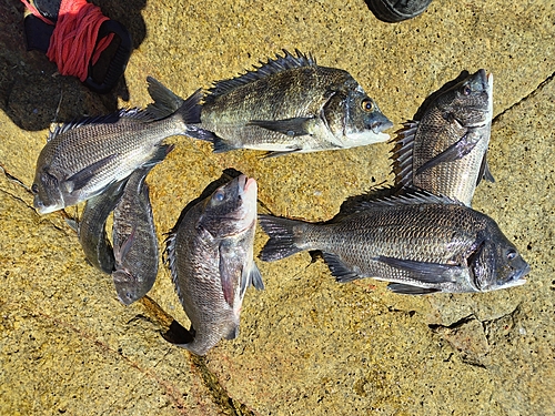 チヌの釣果