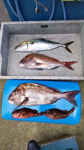 タイの釣果