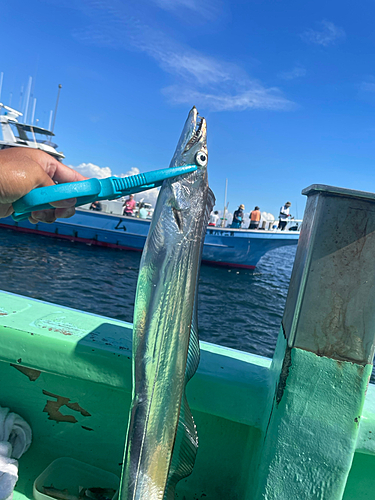 タチウオの釣果