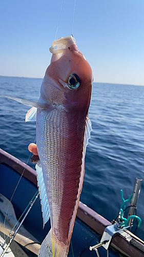 アマダイの釣果