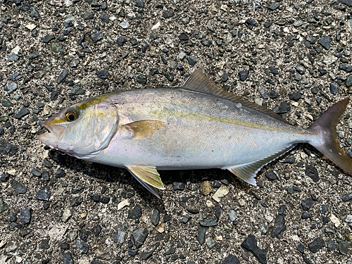 シオの釣果