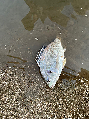 キビレの釣果