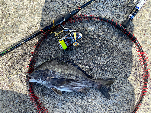 チヌの釣果