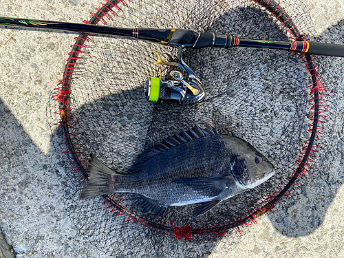 チヌの釣果