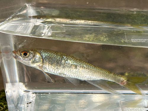 オイカワの釣果