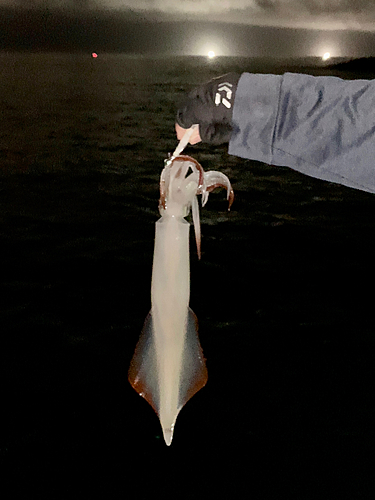 イカの釣果