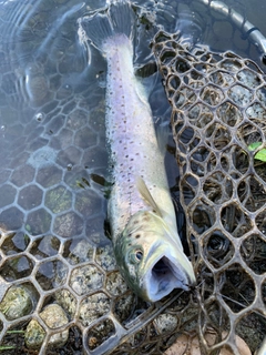 ブラウントラウトの釣果