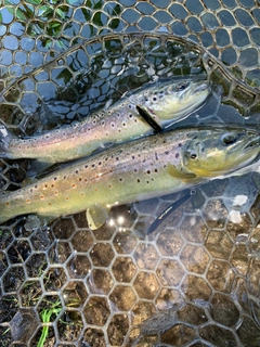 ブラウントラウトの釣果