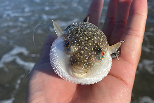 フグの釣果