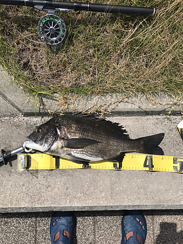 クロダイの釣果