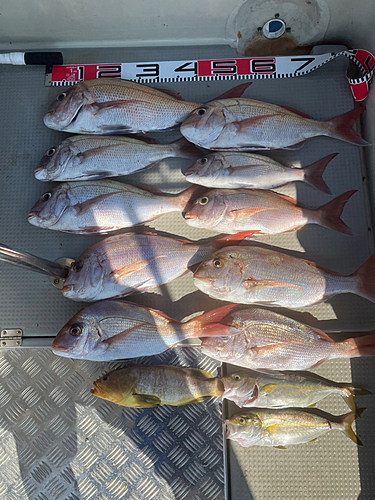 マダイの釣果