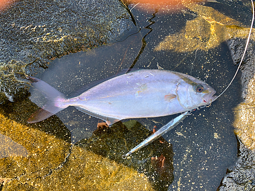 ショゴの釣果