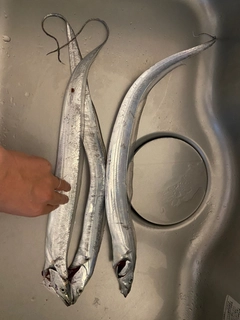 タチウオの釣果