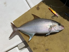 ヒレナガカンパチの釣果