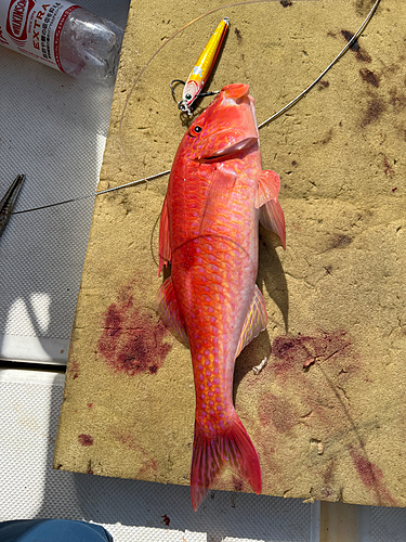 オキナヒメジの釣果