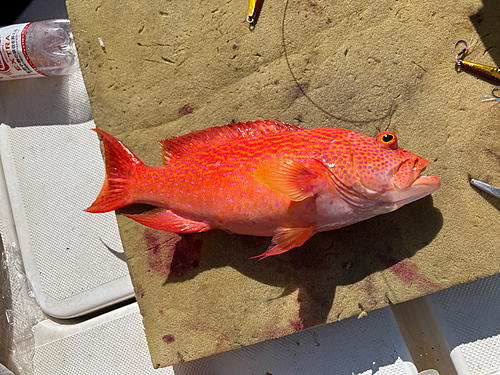 オジロバラハタの釣果