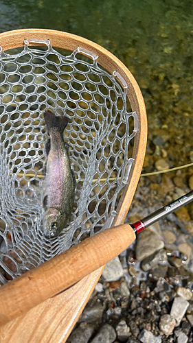 ニジマスの釣果