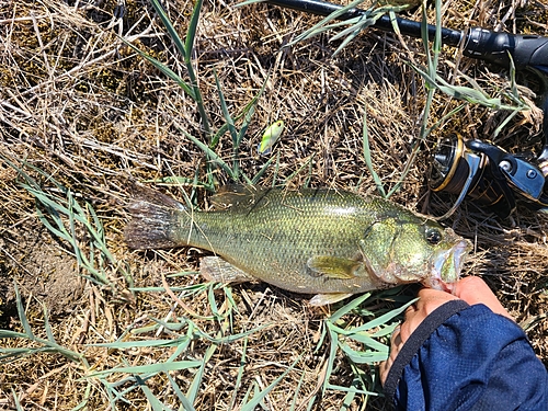 ラージマウスバスの釣果