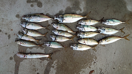 アジの釣果