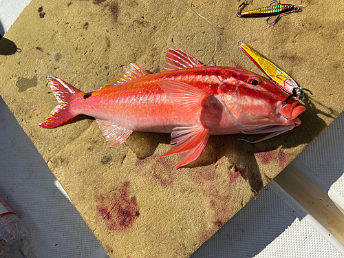 オキナヒメジの釣果