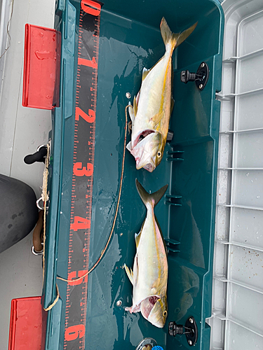 ショゴの釣果