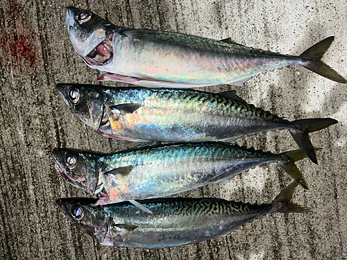 サバの釣果