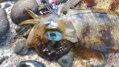 アオリイカの釣果