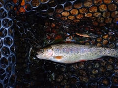 ニジマスの釣果