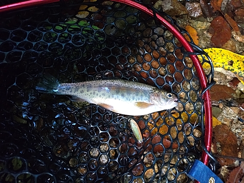 ニジマスの釣果