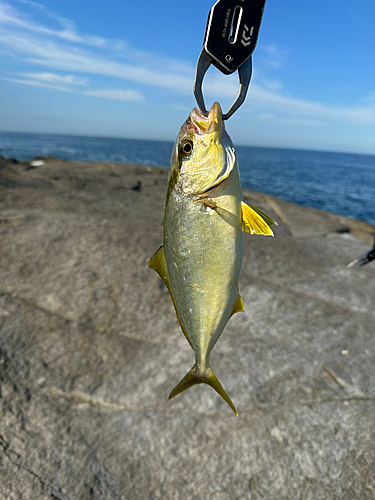 ネリゴの釣果