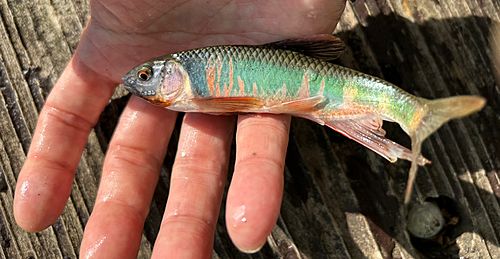 オイカワの釣果