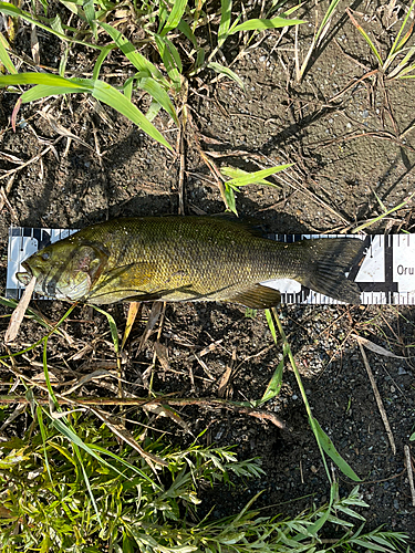 スモールマウスバスの釣果