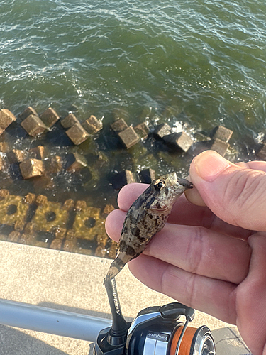 タケノコメバルの釣果