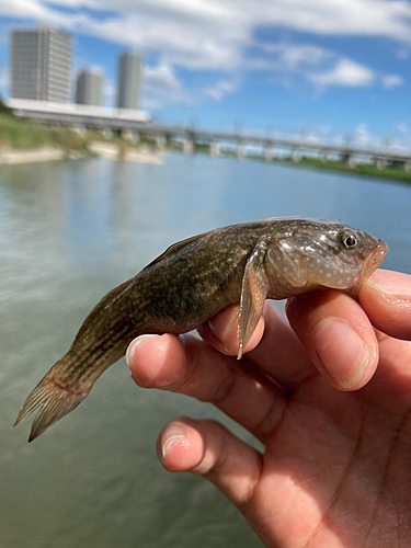 マハゼの釣果