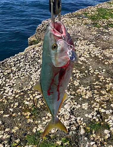 ワカシの釣果