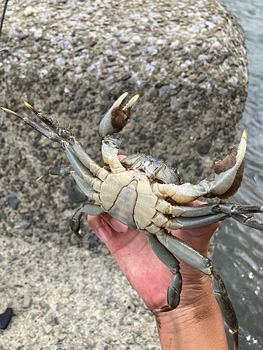 モクズガニの釣果