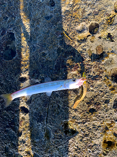 カマスの釣果