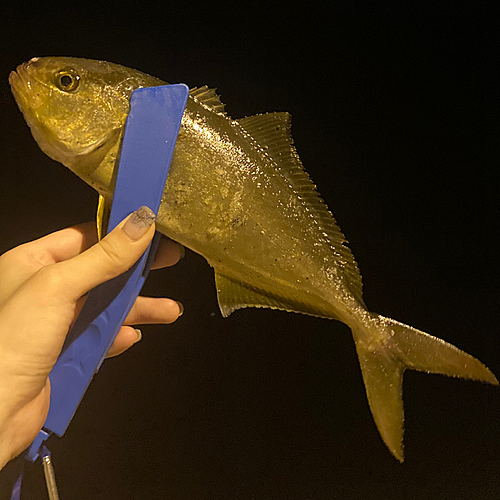 ショゴの釣果