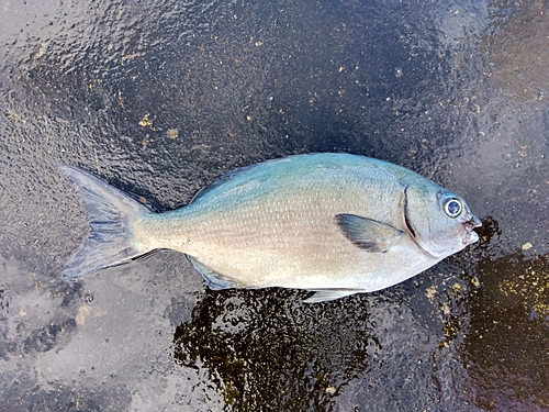 イスズミの釣果