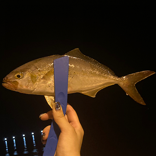 ショゴの釣果