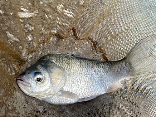 ヘラブナの釣果