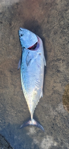 ソウダガツオの釣果