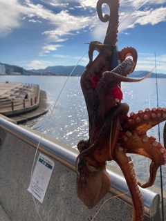 マダコの釣果