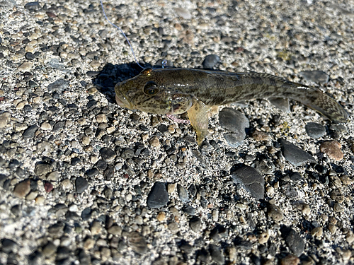 マハゼの釣果