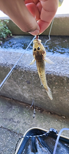 ハゼの釣果