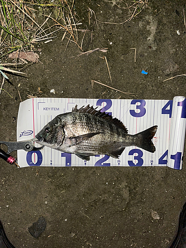 クロダイの釣果